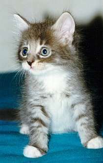 kitten.jpg