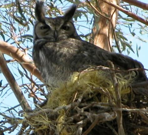 060212 Owl in nest 4973.JPG