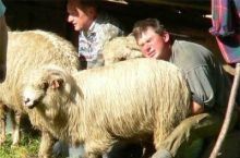 Sheep.JPG