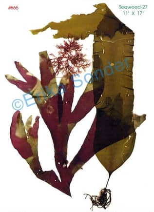 Seaweed-27.jpg