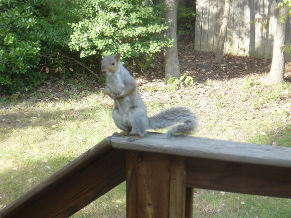 Just tryin' to get a nut! :D