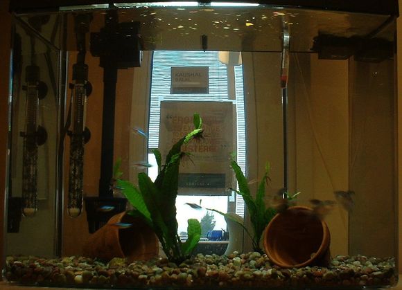 fish05.jpg