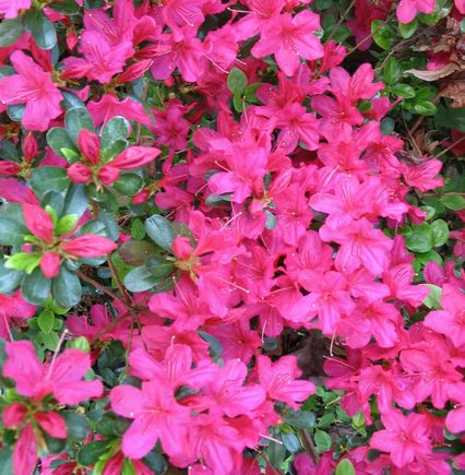azaleas.jpg