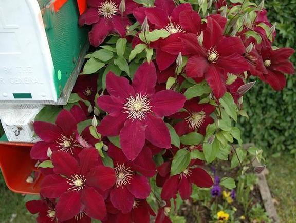 060611 burgandy clematis 02410284.JPG
