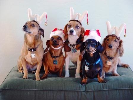 xmaspuppies02.jpg