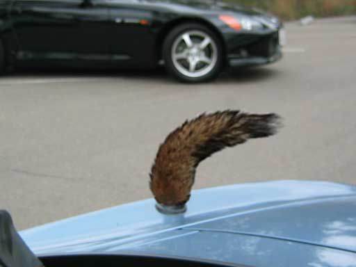 a_foxtail.jpg