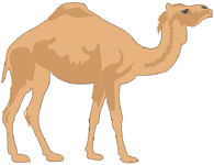 camel