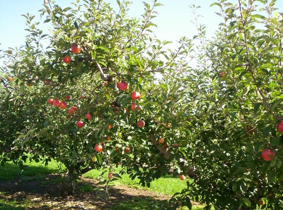 Apple trees