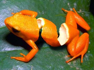 frog boy.jpg