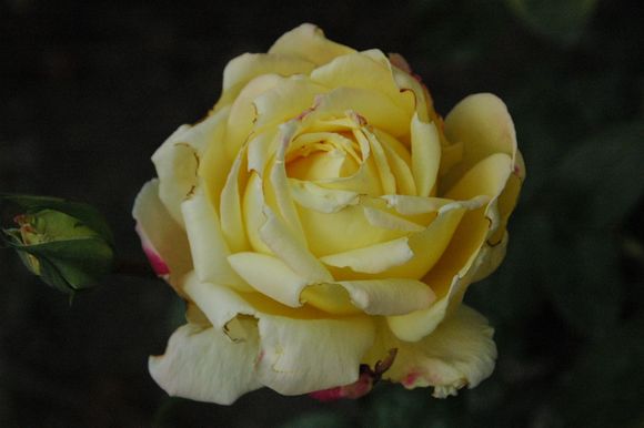 DSC_1069.JPG