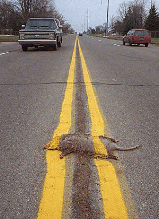 roadkill.gif
