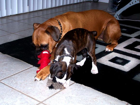 pup03.jpg