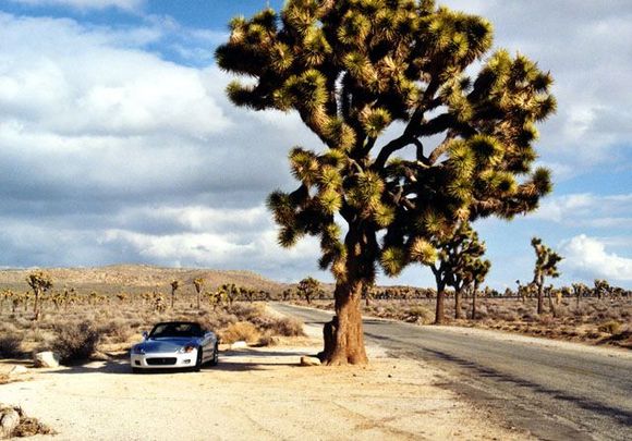 SebringJoshuaTree002.jpg