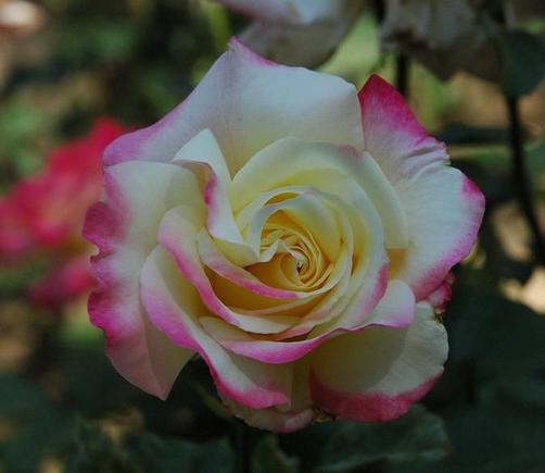 DSC_3449 070513 Double Delight.JPG