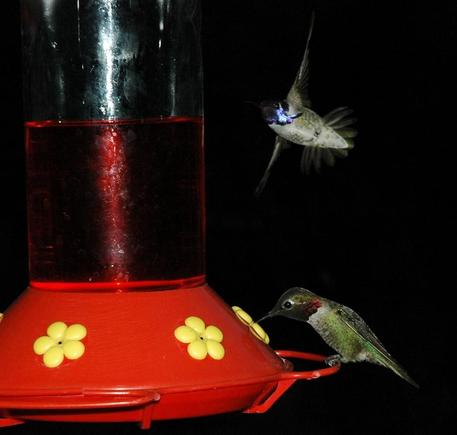 DSC_2950 070426 Two hummers.JPG