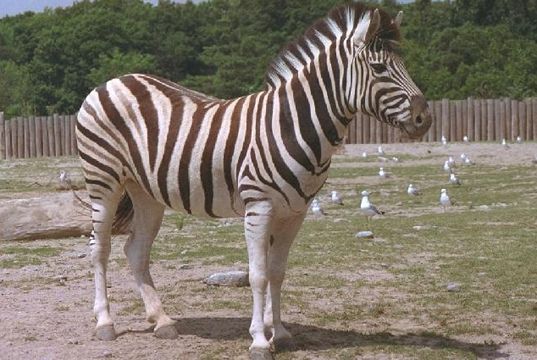 zebra 1.jpg