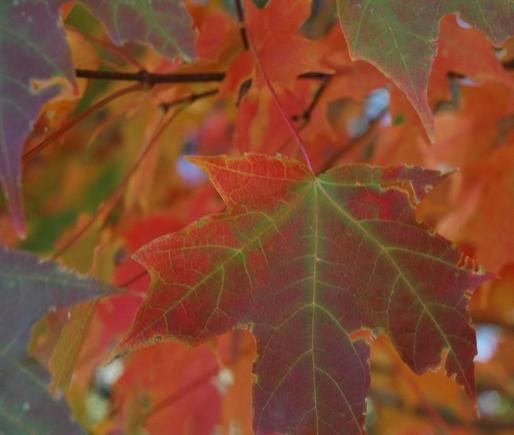 DSC_6065 071021 leaf colors.JPG