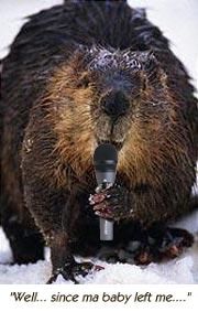 beaver2.jpg