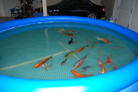 happykoi3.jpg