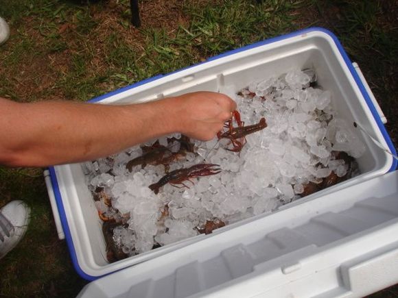 Wake the Crawfish 2008 071.JPG