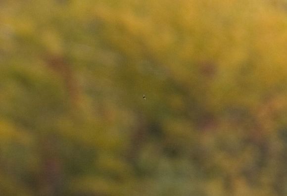 Fly from _MG_4087.jpg