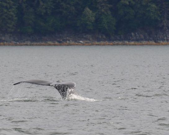 DSC_4631.jpg