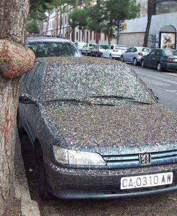 Bird_Destroyed_Car.jpg