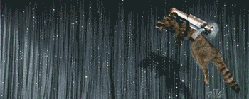 raccoonzoom.gif