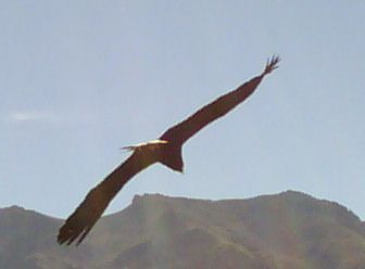 Cruz del condor