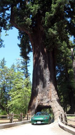 04 car and tree.jpg