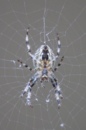 spider1.JPG