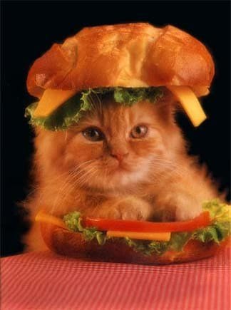 BurgerCat.jpg