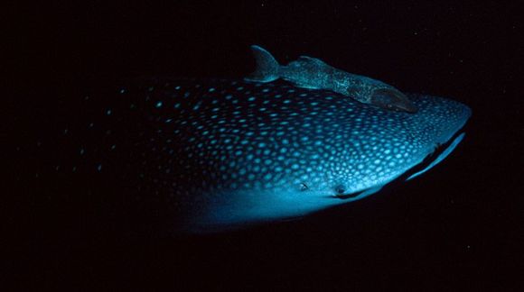 whalesharksipadan.jpg