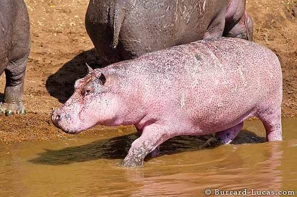 Pink Hippo in Kenya.jpg
