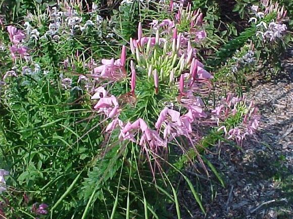 garden3