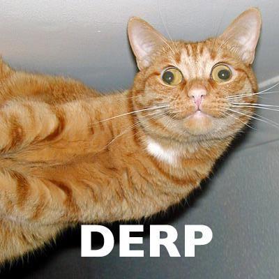 derp Cat