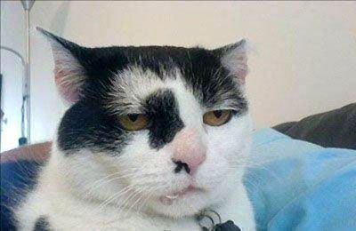 boredcat