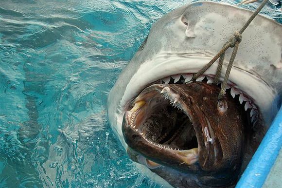 fish In shark