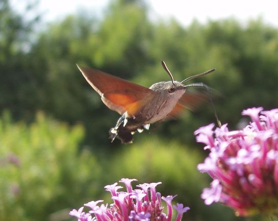 hawkmoth
