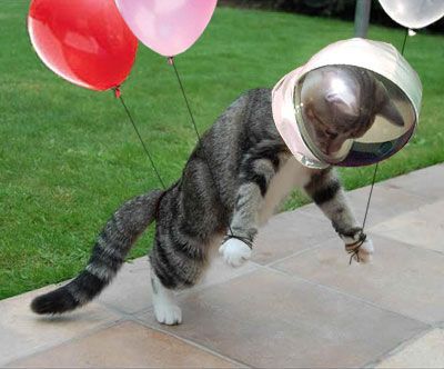 spacekitty
