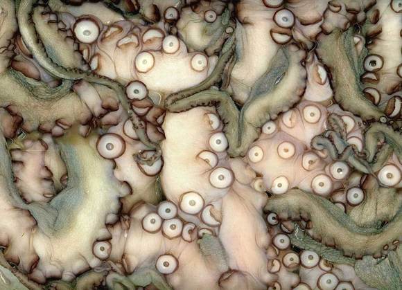tentacles