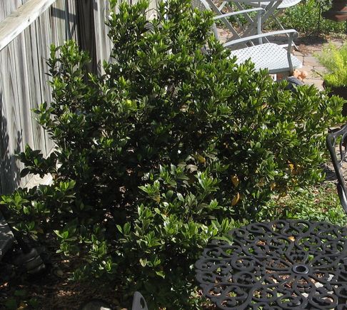 gardenia1