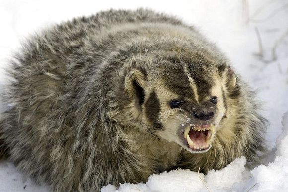 wolverine