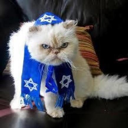 hebrew Cat