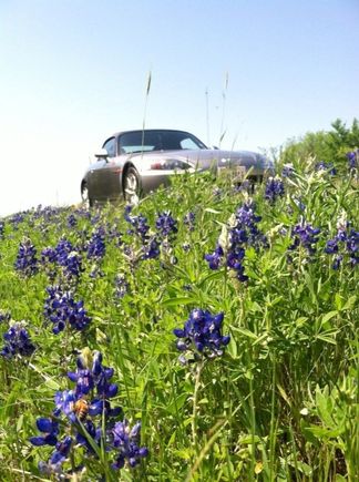 Texas Spring