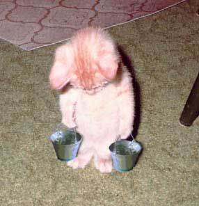 SPCA_1.jpg