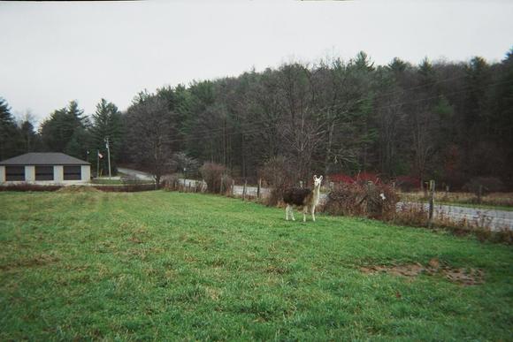 Llama.jpg
