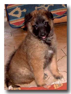 belgian shepherd 2
