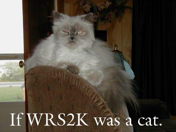 cat.JPG