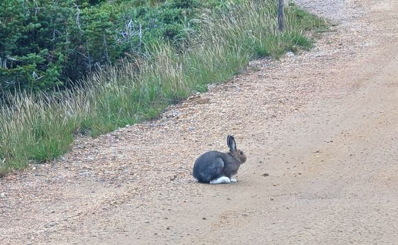 ^8-8-2023.   Snowshoe rabbit on dirt Old Fall River Road.